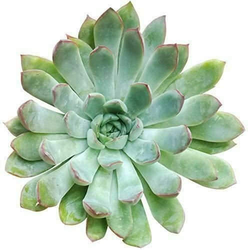 Echeveria Pulidonis 4inpot Succulent Echeveria Easy Care Indoor House Live Plant NN7