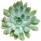Echeveria Pulidonis 4inpot Succulent Echeveria Easy Care Indoor House Live Plant NN7