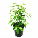 Xylosma congestum Compacta Shiny Xylosma plant 5gallon Live Plant NN7 mr75g
