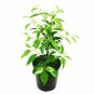 Xylosma congestum Compacta Shiny Xylosma plant 5gallon Live Plant NN7 mr75g