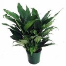 Pilea 6inPot door Houses Air Purifying Shrub Live Plant NN7 6in9 suahinh INDOOR