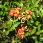 Pyracantha k Santa Cruz plant 1gallon Live Plant NN7 FR71G Outdoor