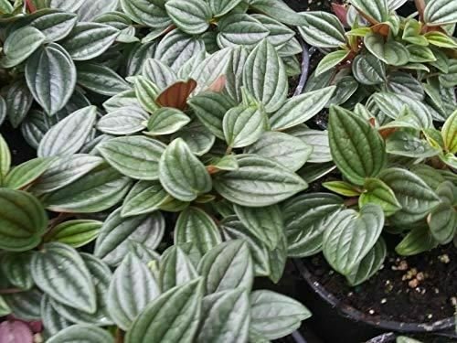 Peomia Rosso  Live Plant NN7 4inPot  Indoor CO8