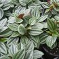 Peomia Rosso  Live Plant NN7 4inPot  Indoor CO8