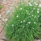 Chives Garlic Herb 4 S Live Plant NN7 4inPot