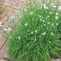 Chives Garlic Herb 4 S Live Plant NN7 4inPot