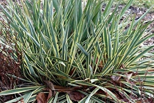 Yucca Bright Edge Healthy Rootstock Bareroot plant 5gallon Live Plant NN7