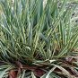 Yucca Bright Edge Healthy Rootstock Bareroot plant 5gallon Live Plant NN7