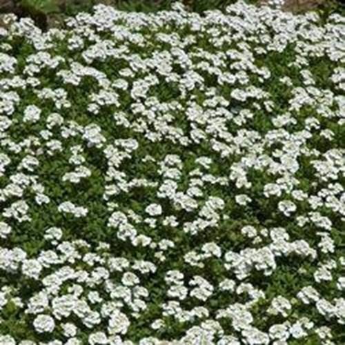 Thyme White Thymus Citriodorus Herbs Live Plant NN7  veggies herbal  4inPot