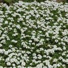 Thyme White Thymus Citriodorus Herbs Live Plant NN7  veggies herbal  4inPot