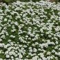 Thyme White Thymus Citriodorus Herbs Live Plant NN7  veggies herbal  4inPot