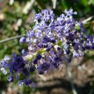 Ceanothus Ray Hartman plant 5gallon Live Plant NN7 FR75G Outdoor
