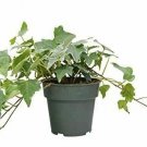 Cheap Fresh English Ivy Glacier  House Care Guide Easy G Live Plant NN7 4inPot