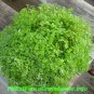Baby Tears 6inPot door Houses Air Purifying Shrub Live Plant NN7