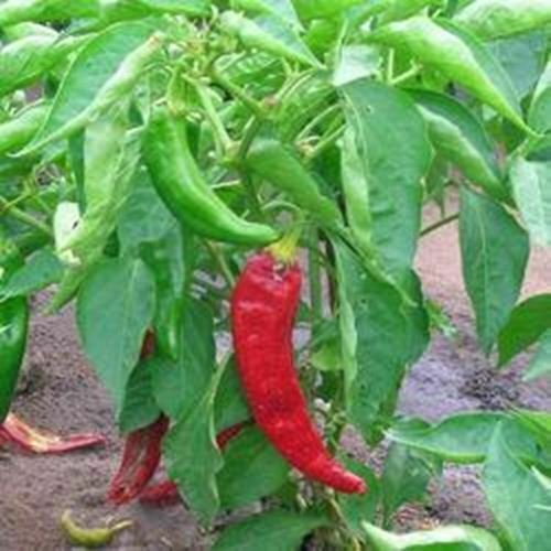 Pepper Anaheim Chili Vegetable Live Plant NN7 4inPot