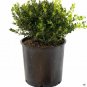 Buxus Winter Gem plant 5gallon Live Plant NN7 FR75G Outdoor