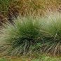 Festuca mairii plant 5gallon Live Plant NN7 FR75G Outdoor