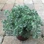Artemisia Powis Castle plant 1gallon Live Plant NN7 FR71G Outdoor