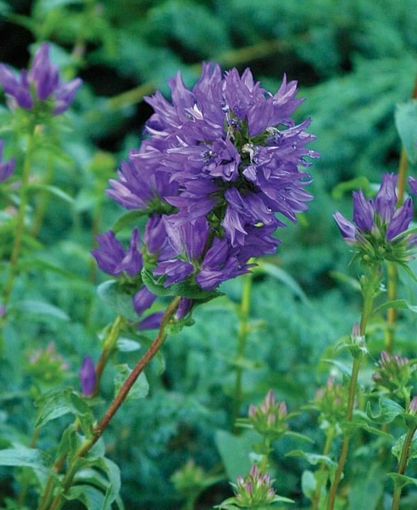 Salvia suba May Night Meadow Sage purple plant 1gallon Live Plant NN7 MR71G