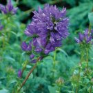 Salvia suba May Night Meadow Sage purple plant 1gallon Live Plant NN7 MR71G