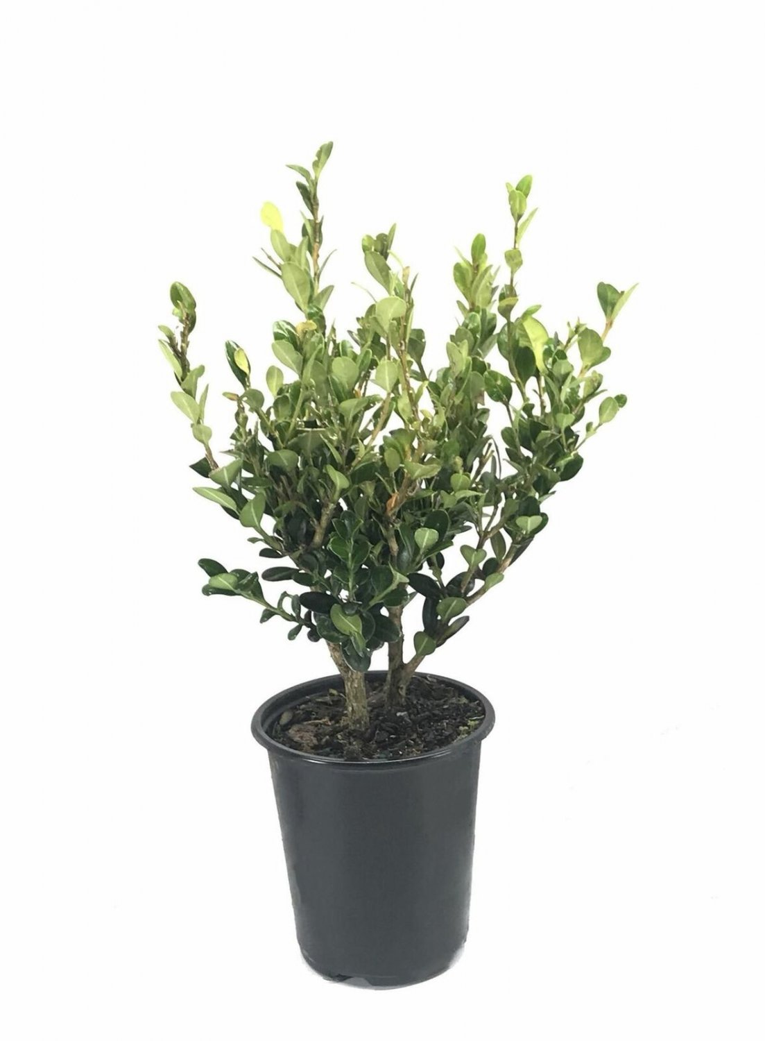 Callistemon Better John plant 5gallon Live Plant NN7 FR75G Outdoor