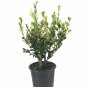 Callistemon Better John plant 5gallon Live Plant NN7 FR75G Outdoor