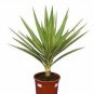 Yucca Color Guard 3gallon Live Plant NN7 Outdoor plant 5gallonG Outdoor