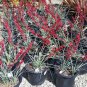 Hesperaloe parviflora plant 5gallon Live Plant NN7 FR75G Outdoor