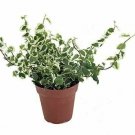 Creme Green Creeping Fig Ficus  Live Plant NN7 4inPot  Indoor CO8