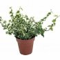 Creme Green Creeping Fig Ficus  Live Plant NN7 4inPot  Indoor CO8