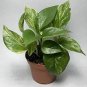 Marble Queen Hos Plant 4in Real House Plant #Tnd3 1Gal Live Plant