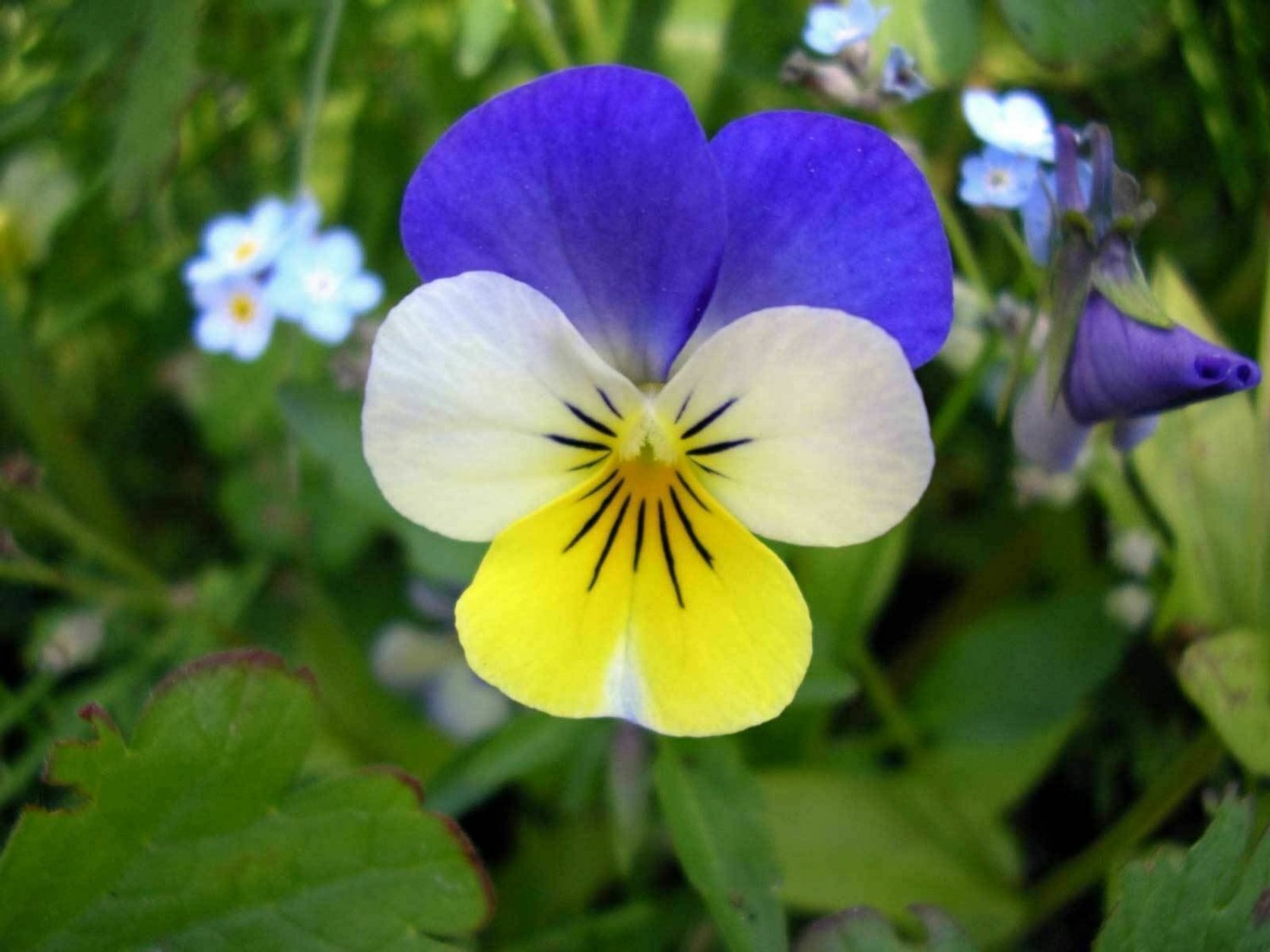 Viola Helen Mount Herb Non Gmo Organic Plant 24 Plants 2inPot Live Plant NN7 gro