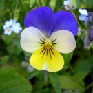 Viola Helen Mount Herb Non Gmo Organic Plant 24 Plants 2inPot Live Plant NN7 gro