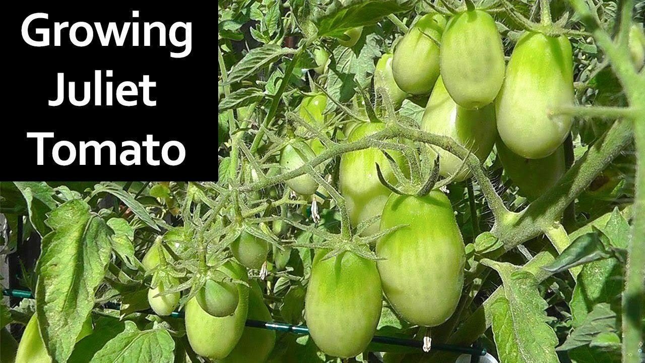 Tomato Romapring Vegetable Plant TWO 2plants 4inPot Live Plant NN7 groundcover f