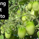 Tomato Romapring Vegetable Plant TWO 2plants 4inPot Live Plant NN7 groundcover f