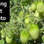 Tomato Romapring Vegetable Plant TWO 2plants 4inPot Live Plant NN7 groundcover f