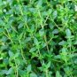 English Thyme Thymus Vulgaris Herbs Live Plant NN7  veggies herbal  4inPot