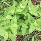 Catnip Nepeta Cataria Herbs Live Plant NN7 4inPot Catnip Herb Non Gmo