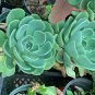 Hen And Chicks Succulent Echeveria Imbricata  Live Plant NN7 4inPot  Indoor CO8