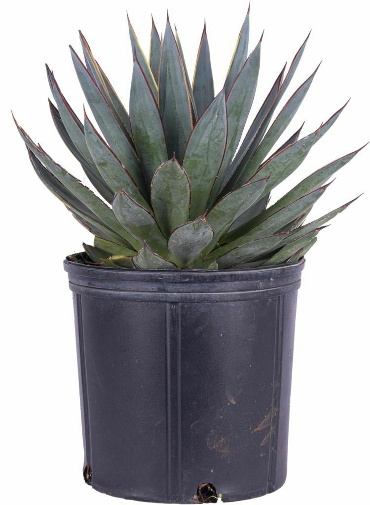 Agave Blue Flame plant 5gallon Live Plant NN7 FR75G Outdoor saihinh