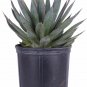 Agave Blue Flame plant 5gallon Live Plant NN7 FR75G Outdoor saihinh