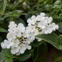 Creeping Lantana Lantana White ennial plant 1gallon Live Plant NN7