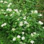 Creeping Lantana Lantana White ennial plant 1gallon Live Plant NN7
