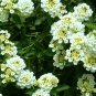 Creeping Lantana Lantana White ennial plant 1gallon Live Plant NN7