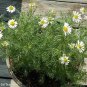 Chamomile Gernman plant 4inPot hoa cuc  Live Plant NN7 4inPot Indoor CO8