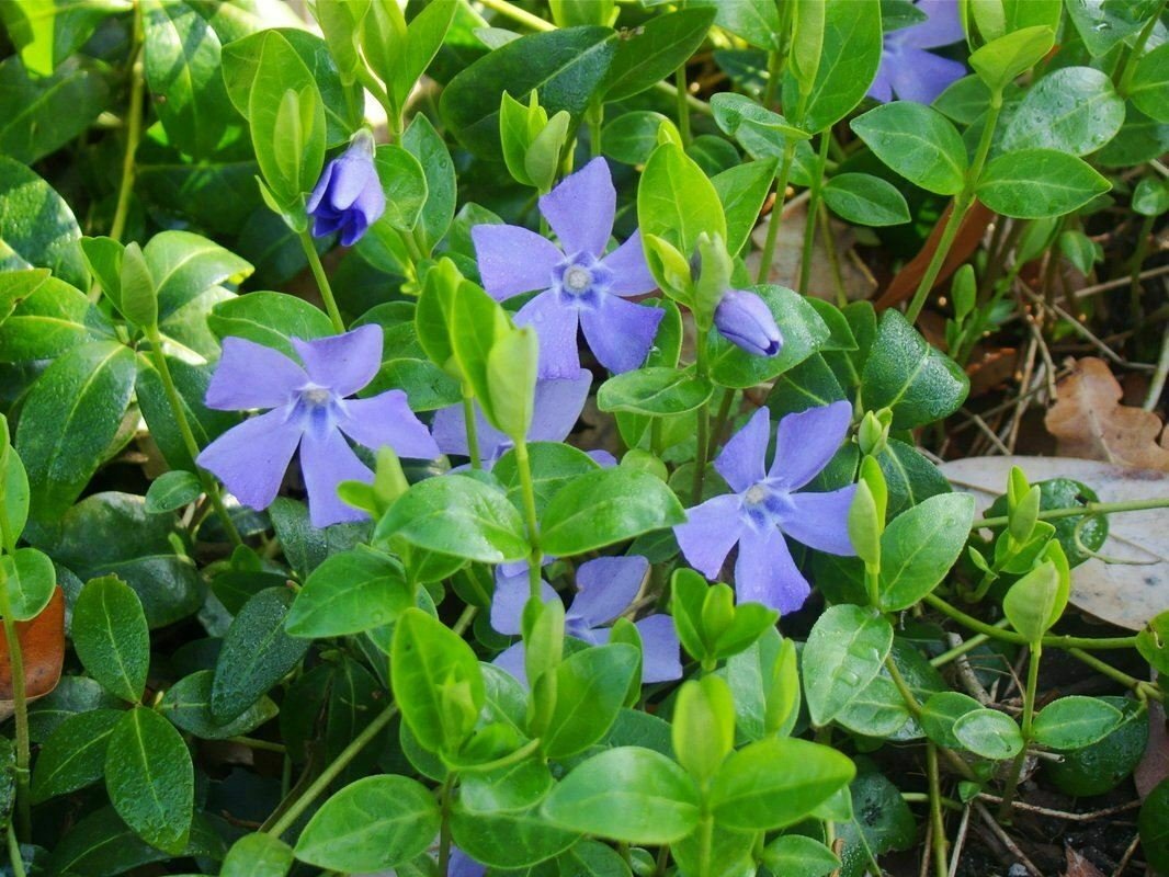 Vinca Minor Bowles Blue Groundcover Plant 24 Plants 2inPot Live Plant NN7 ground