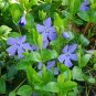 Vinca Minor Bowles Blue Groundcover Plant 24 Plants 2inPot Live Plant NN7 ground