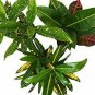 Exotic Croton S Variety Pack  Combo Of S Live Plant NN7 4inPot  Indoor CO8