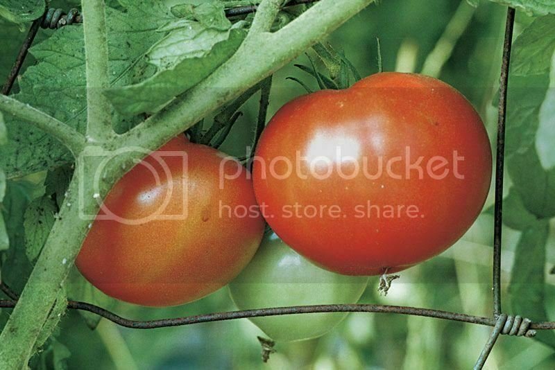 Tomato Beefsteakpring Vegetable Plant TWO 2plants 4inPot Live Plant NN7 groundco