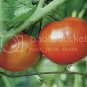 Tomato Beefsteakpring Vegetable Plant TWO 2plants 4inPot Live Plant NN7 groundco